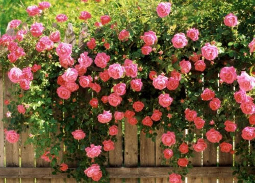 Hoa hồng leo,hoa hong leo,hồng leo,hồng dây,hoa hồng,hồng tường vi,hồng tầm xuân,hồng dây hoa trắng,cây leo,cây hoa,cây giàn leo,cây trang trí sân vườn,cây trang trí hàng rào