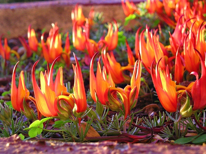 Hoa mỏ vẹt,mỏ vẹt,Lotus berthelotii,họ đậu,Fabaceae,hoa quý hiếm,hoa đẹp