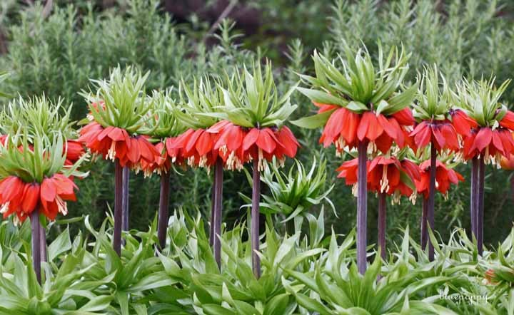 Hoa vương miện,hoa vương miện hoàng đế,Crown Imperial,Fritillaria Imperialis,Fritillaria,Liliaceae,họ hoa Lily
