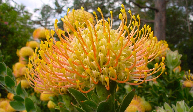 Leucospermum,quắn hoa,Proteaceae
