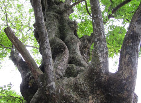 Cây thị cổ thụ, cây thị di sản Việt Nam ở Nghệ An