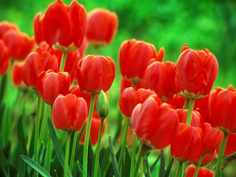 Hoa Tulip,uất kim hương,uất kim cương,Tulipa,Liliaceae,hoa Hà Lan