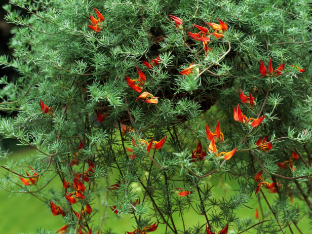 Hoa mỏ vẹt,mỏ vẹt,Lotus berthelotii,họ đậu,Fabaceae,hoa quý hiếm,hoa đẹp