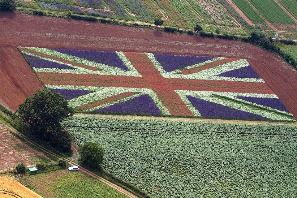 Cánh đồng hoa Phi Yến ở ngoại ô nước Anh