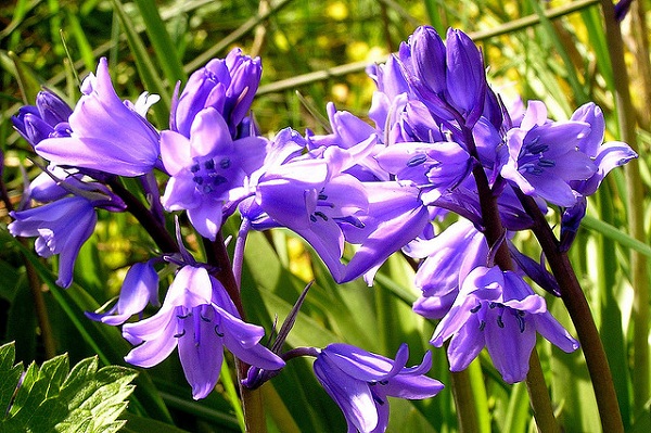 Hoa chuÃ´ng xanh,hoa chuÃ´ng,Bluebells,Hyacinthoides