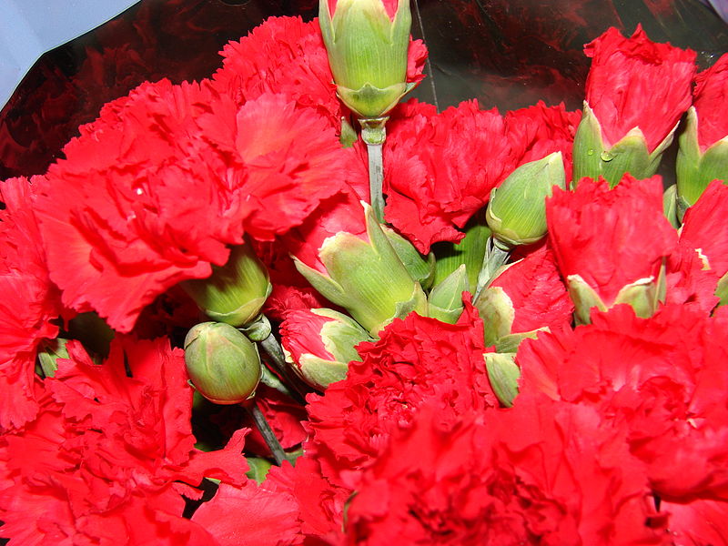 Hoa cẩm chướng,hoa cẩm nhung,ý nghĩa hoa cẩm chướng,chuyện về hoa cẩm chướng,sự tích hoa cẩm chướng,các loài cẩm chướng,Dianthus,Caryophyllaceae,Caryophyllales,Dianthus barbatus