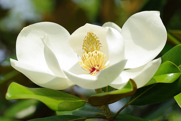 Hoa mộc lan trắng,hoa mộc lan,cây mộc lan,Magnolia grandiflora,Magnoliaceae,Magnoliales