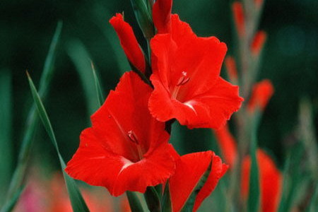 Hoa lay ơn,lay ơn,lay dơn,lay đơn,hoa dơn,kiếm lan,Gladiolus,ý nghĩa hoa lay ơn,sự tích hoa lay ơn