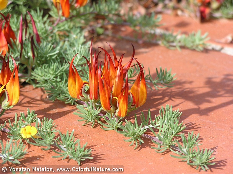 Hoa mỏ vẹt,mỏ vẹt,Lotus berthelotii,họ đậu,Fabaceae,hoa quý hiếm,hoa đẹp