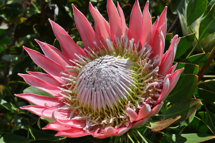 Hoa protea,king protea,quốc hoa Nam Phi,Honeypot,hoa bình mật,King Sugar Bush,Đường thảo Hoàng đế