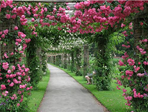 Hoa hồng leo,hoa hong leo,hồng leo,hồng dây,hoa hồng,hồng tường vi,hồng tầm xuân,hồng dây hoa trắng,cây leo,cây hoa,cây giàn leo,cây trang trí sân vườn,cây trang trí hàng rào