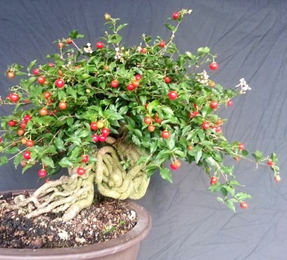 Cây hồng ngọc mai