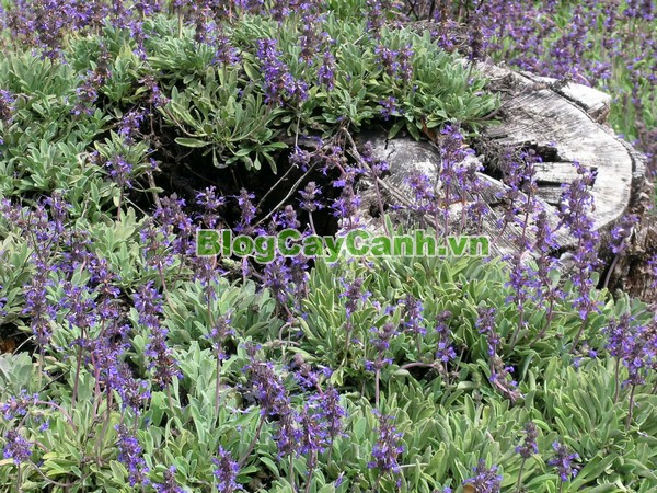 Cây Xô Thơm (Sage),Cây Xô Thơm,sage, Salvia officinalis,họ Hoa môi,Salvia sclarea,cây từ tô,