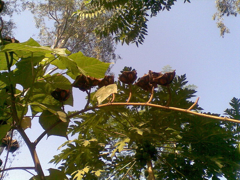 Cây tai mèo,tai mèo,cây bất thực,Abroma augusta,họ cẩm quỳ,Malvaceae