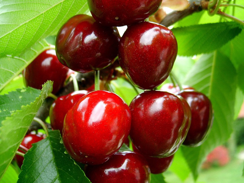 Cherry,cây cherry,cây anh đào,quả anh đào,cây ăn quả