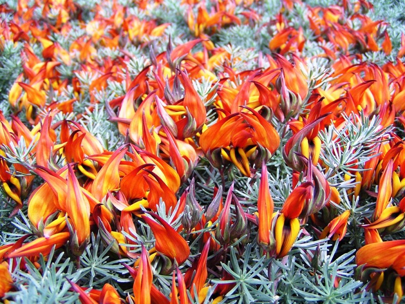 Hoa mỏ vẹt,mỏ vẹt,Lotus berthelotii,họ đậu,Fabaceae,hoa quý hiếm,hoa đẹp