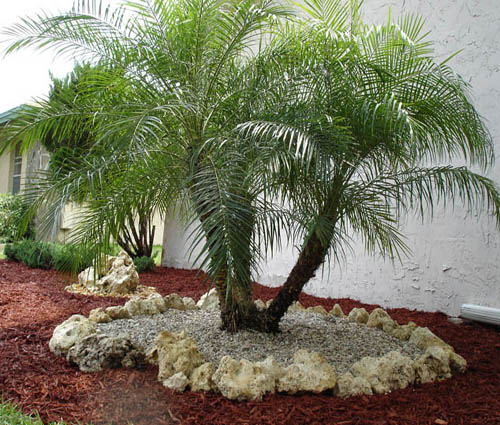 Cau Nga Mi - Chà Là