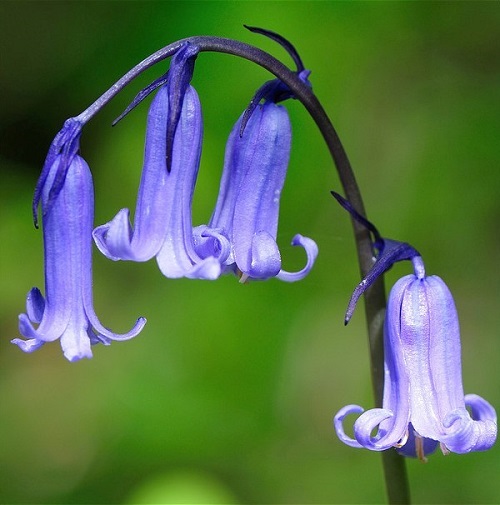 Hoa chuÃ´ng xanh,hoa chuÃ´ng,Bluebells,Hyacinthoides