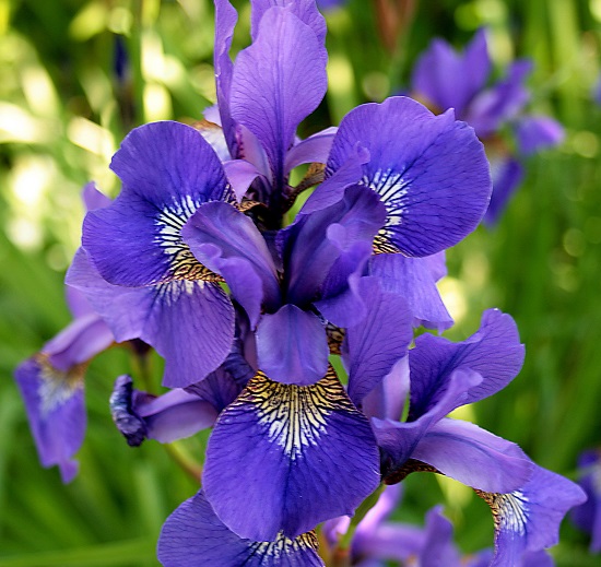 Hoa diên vĩ - iris