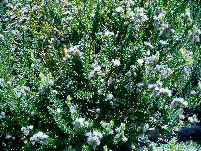 Leucospermum,quắn hoa,Proteaceae