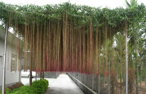 Liêm hồ đằng - Dây tơ hồng