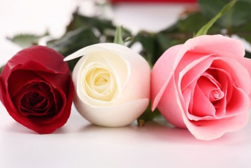 Hoa Hồng,hoa hong,hồng,hường,hoa hường,Rosa,rose,Rosaceae,hoa tình yêu,hồng gai,hồng đỏ,hồng trắng,hồng bạch,hồng nhung,hồng vàng,hồng phớt,hồng đậm,hồng thẫm,hồng cam,hồng viền trắng,hồng phấn,hồng tỉ muội,cây hoa,nữ chúa các loài hoa,hoa tường vi,Triparasundari,y nghia cua hoa hong