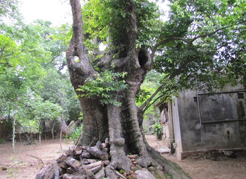 Cây thị cổ thụ, cây thị di sản Việt Nam ở Nghệ An