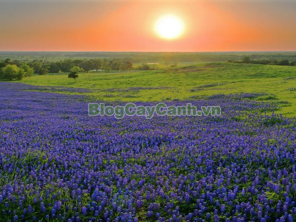 Cây Hoa Mũ Len,cây hoa mũ len, cây mũ len, mũ len xanh, hình ảnh cây hoa mũ len,biểu tượng bang texas, texas, cây hoa mũ len đẹp, vườn hoa mũ len,