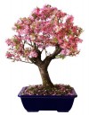 bonsai,cây cảnh bonsai đẹp,cây cảnh đẹp,những tác phẩm bonsai đẹp,Giới thiệu những tác phẩm cây cảnh bonsai đẹp ( Phần 1 )