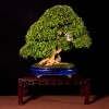 bonsai châu âu,bonsai đẹp châu âu,bon sai châu âu,triển lãm,Châu Âu,bonsai,thế cây,cây cảnh đẹp,Bonsai Châu Âu - Những tác phẩm đỉnh cao ( Phần 3 )