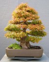 bonsai,cây cảnh bonsai đẹp,cây cảnh đẹp,những tác phẩm bonsai đẹp,Giới thiệu những tác phẩm cây cảnh Bonsai đẹp ( Phần 5 )