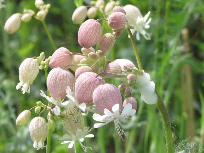 Hoa bong bóng,Bladder Campion,Silene vulgaris,họ Cẩm chướng,Caryophyllaceae