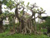 chăm sóc cây cảnh,kỹ thuật bonsai,cây đa,cây sung,cách làm lá nhỏ,Cách làm cho lá sung, lá đa nhỏ lại
