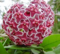 Lan cam cu,Lan Cẩm Cù,cây cẩm cù,cẩm cù,cây lan sáp,lan cầu lông,lan câu,lan anh đào,Hoya carnosa,Lan Cẩm Cù