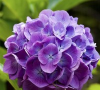 Hoa cẩm tú cầu,hoa cẩm tú,cẩm tú cầu,Hydrangea,hoa cam tu,hoa cưới,hoa tình yêu,hoa cuoi,Hydrangeaceae,sự tích hoa cẩm tú cầu,ý nghĩa hoa cẩm tú cầu,Hoa cẩm tú cầu