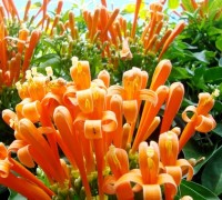 Cây Chùm Ớt,chùm ớt,cay chum ot,hoa chùm ớt,cây Rạng đông,núc nác,Bigonia Venusta,Bignoniaceae,Bignonia,Hoa Chùm Ớt