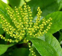 Cây hoa sói,cay hoa soi,hoa sói,hoa soi,Chloranthus Inconspicuus Swartz,Chloranthaceae,Cây Hoa Sói