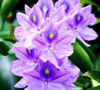 Cây lục bình,cay luc binh,lục bình,luc binh,bèo lục bình,beo luc binh,rau mác,bèo tây,bèo bồng,bèo nhật bản,bèo sen,Pontederia cordata,Lục bình - Bèo Tây