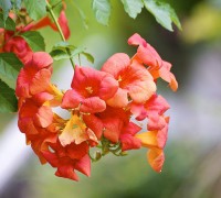 Hoa lan tiêu,lan tiêu,lan tieu,hoa lan tieu,hoa đăng tiêu,hoa dang tieu,hoa nữ uy,hoa lăng tiêu,Campsis grandiflora,họ Núc Nắc,cây hoa,Lan Tiêu