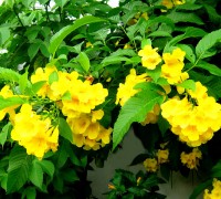Cây chuông vàng,cay chuong vang,hoa chuông vàng,hoa chuong vang,hoa chuông,hoa chuong,Tabebuia aurea,Tabebuia argentea,Tabebuia caraiba), Caribbean Trumpet Tree, Silver Trumpet Tree, Yellow Tabebuia,Silva Manso,Benth. & Hook.f,Hoa chuông vàng