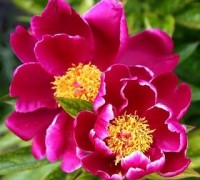 Hoa mẫu đơn,hoa mau don,vương giả các loài hoa,Paeonia suffruticosa,Peony,Pivoine officinale,Paeonia officinalis,họ Hoàng Liên,Hoa mẫu đơn