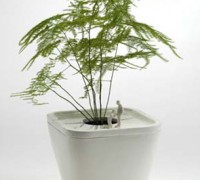 Cây kim thủy tùng,cay kim thuy tung,kim thủy tùng,kim thuy tung,thủy tùng,cây tùng,cay tung,Cây Kim thủy tùng