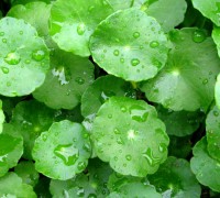 Rau má,cây rau má,rau ma,tích tuyết thảo,lôi công thảo,rau má nước,rau má Nhật Bản,Centella asiatica,Hydrocotyle leucocephala,Hydrocotyle Sp. Japan,cây thủy sinh,cây thuốc,cây y học,Rau má