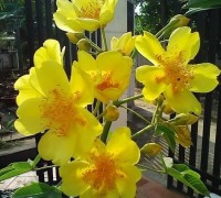 mai hoa đăng,huỳnh hoa đăng,mai hà lan,Cochlopermaceae,cây hoa,Mai Hoa Đăng - Huỳnh Hoa Đăng