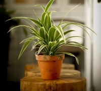 Cây mẫu tử,cỏ mẫu tử,mẫu tử,cay mau tu,co mau tu,cây làm sạch không khí,Chlorophytum elatum R. Br,Cây mẫu tử