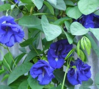 đậu biếc,hoa đậu biếc,đậu hoa tím,bông biếc,ý nghĩa của hoa đậu biếc,Clitoria ternatean,họ Đậu,Fabaceae,Đậu biếc ( đậu hoa tím - bông biếc )