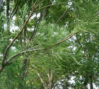 cây thông nước,cây thủy tùng,thông nước,thủy tùng,cây ngoại thất,Glyptostrobus pensilis,cây thủy tùng Llangernyw Yew,cây thủy tùng nhiều tuổi nhất thế giới,cây thủy tùng lớn nhất thế giới,Thông nước - Thủy tùng