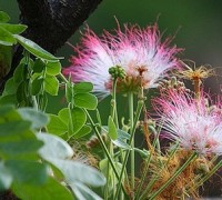 Cây me tây,me tây,muồng ngủ,muồng tím,còng còng,cây còng,Saman,Rain tree,Monkey pod,Filinganga,Gouannegoul,Marmar,T amalini,Palo de China,Samanea saman,Albizia saman,Enterolobium saman,Inga saman,Pithecellobium saman,họ Đậu,Fabaceae,họ Trinh nữ,Mimosoideae,Me tây ( muồng ngủ,muồng tím,còng )