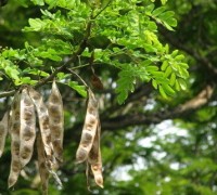 Bồ kết,cây bồ kết,cay bo ket,bồ kết tây,bồ kết ba gai,bồ kết 3 gai,bồ kếp,chùm kết,tạo giác,tạo giáp,trư nha tạo giác,họ Vang,Caesalpiniaceae,Fructus Gleditschiae,Albizzia lebbek Benth,Gleditsia triacanthos,Bồ kết