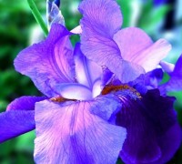 Hoa diên vĩ,hoa diên vỹ,hoa iris,iris,cây hoa,ý nghĩa hoa diên vĩ,Hoa Diên Vĩ